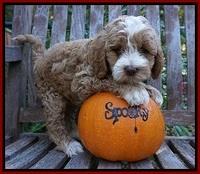 Elllie Tucker pups 7 wks old 9100