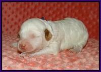 Ellie Tucker pups 1 wk old 71