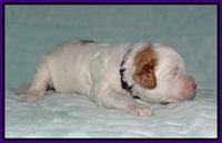 Ellie Tucker pups 2 wk old 101