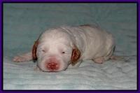 Ellie Tucker pups 2 wk old 111
