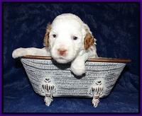 Ellie Tucker pups 3 wks old 91