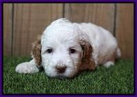 Ellie Tucker pups 4 wks old 12100