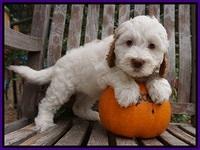 Elllie Tucker pups 7 wks old 71