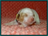 Ellie Tucker pups 1 wk old 91