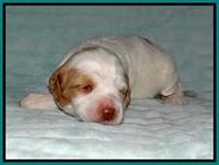 Ellie Tucker pups 2 wk old 131