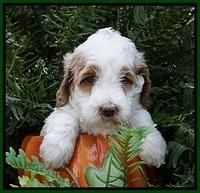 Ellie Mae Tucker pups 5 wks old 111