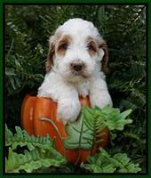 Ellie Mae Tucker pups 5 wks old 121
