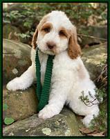 Ellie Mae Tucker pups 8 wks old 211