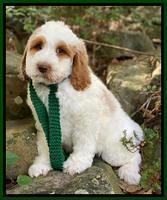 Ellie Mae Tucker pups 8 wks old 221