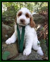 Ellie Mae Tucker pups 8 wks old 231