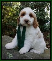 Ellie Mae Tucker pups 8 wks old 241