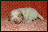 Ellie Tucker pups 1 wk old 121