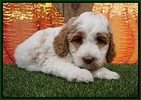 Elllie Tucker pups 6 wks old 181