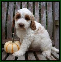 Elllie Tucker pups 7 wks old 141