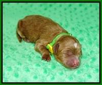 Ellie Mae Tucker Newborn 71