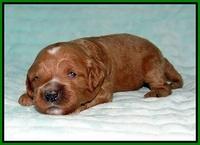 Ellie Tucker pups 2 wk old 161