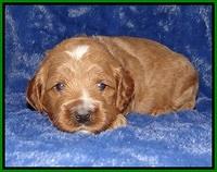 Ellie Tucker pups 3 wks old 161