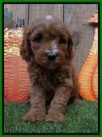 Elllie Tucker pups 6 wks old 211
