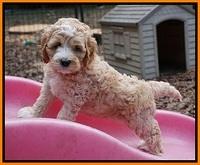 Elllie Tucker pups 6 wks old 251