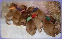 EB pups newborn 5