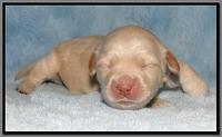 EB pups 1 wk old 20