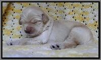 EB pups 2 wks old 30