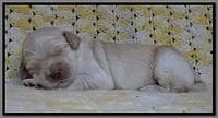 EB pups 2 wks old 33