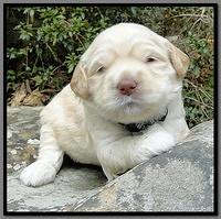 EB pups 3 wks old 23