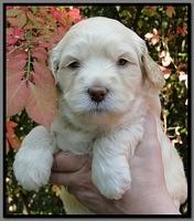 EB pups 4 wks old 36