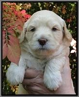 EB pups 4 wks old 37