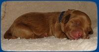 EB pups 2 days old 1