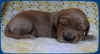 EB pups 2 wks old 27