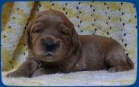 EB pups 2 wks old 7