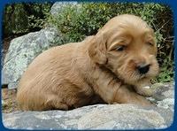 EB pups 3 wks old 1