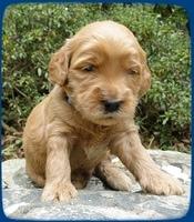 EB pups 3 wks old 3