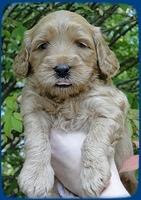 EB pups 4 wks old 1