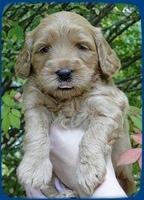 EB pups 4 wks old 2