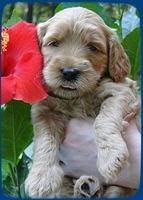EB pups 4 wks old 3