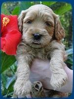 EB pups 4 wks old 4
