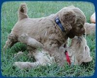 EB pups 5 wks old 38