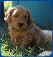 EB pups 5 wks old 55