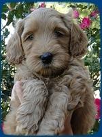 EB pups 6 wks old 3