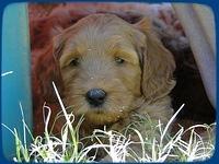 EB pups 6 wks old 42