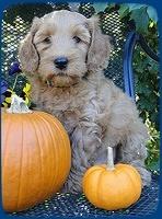 EB pups 7 wks old 3