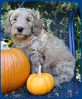EB pups 7 wks old 4