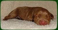 EB pups 2 days old 29