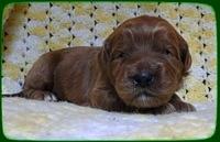 EB pups 2 wks old 17