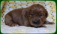 EB pups 2 wks old 18