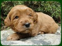 EB pups 3 wks old 25