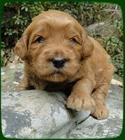 EB pups 3 wks old 26